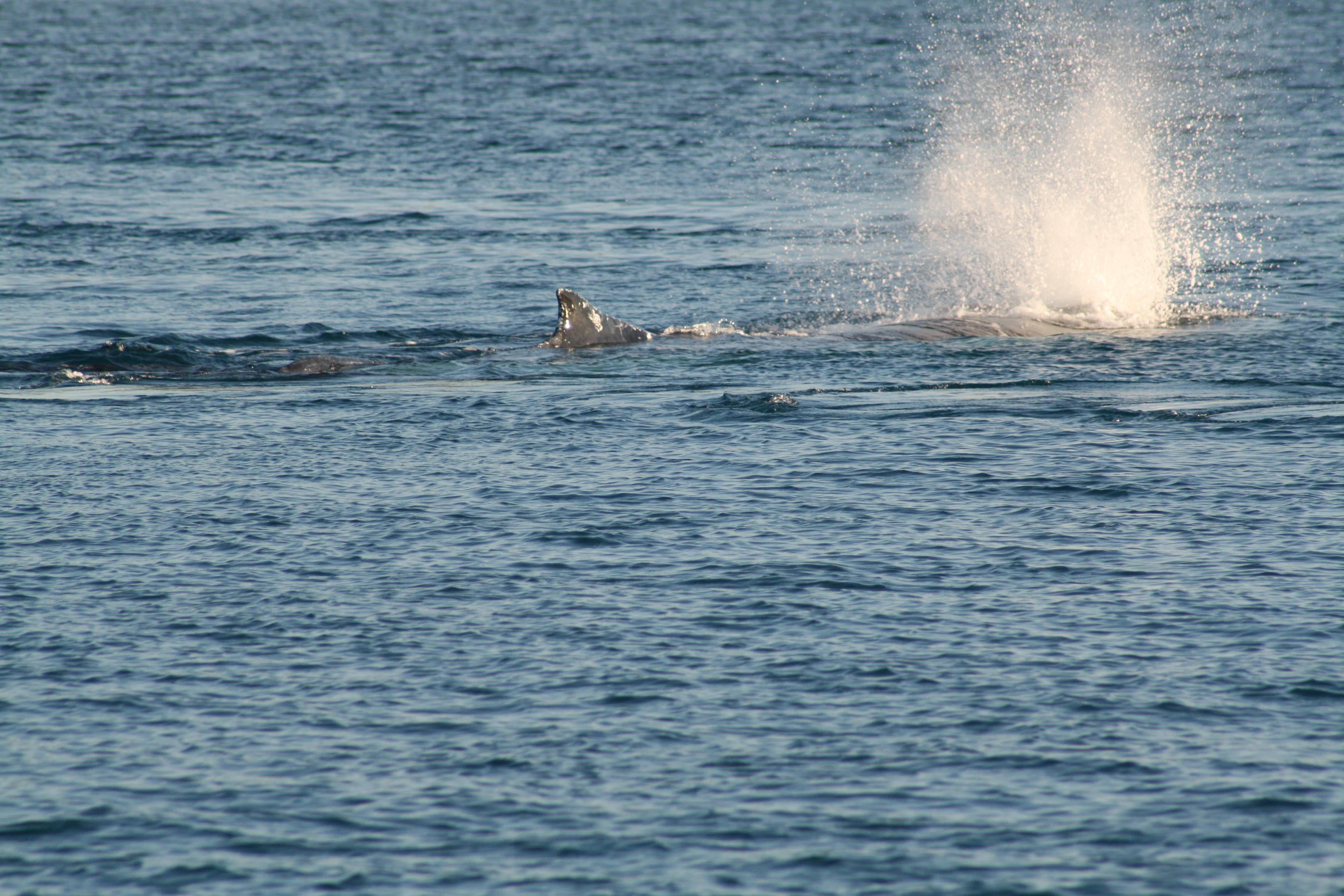 Whales near Great Keppel Island